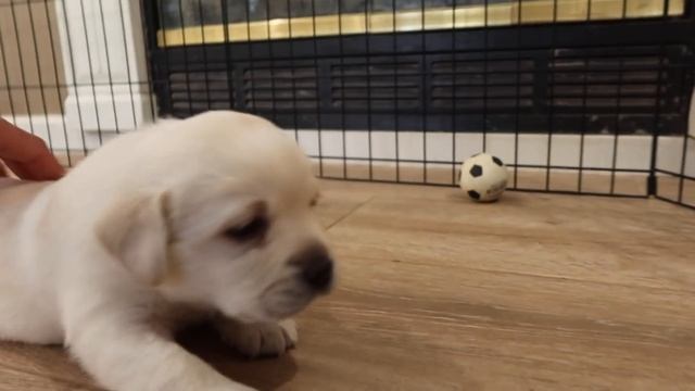 Snowballs Play For The First Time! смотреть онлайн