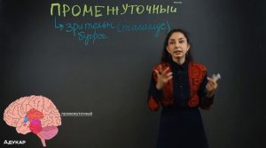 Головной мозг | Строение и функции | Биология ЦТ, ЕГЭ