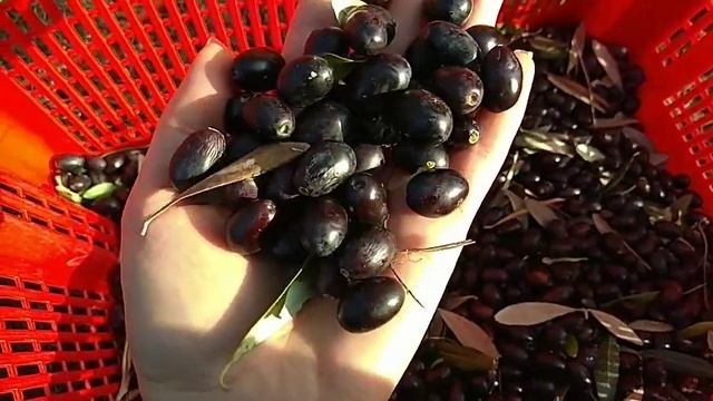 Сбор оливок |Тоскана| Отжим масла |Свое оливковое масло смотреть онлайн