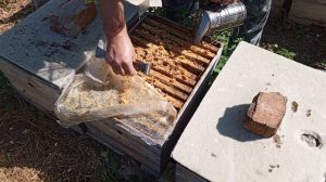 Свободные матки карника гнездо Саскатраз Карниола