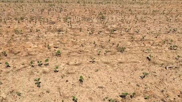 Will a NON-ELECTRIC 3D Deer Fence Protect a Field From Deer Damage? | Eagle Forage Soybeans смотреть онлайн