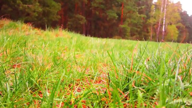 Летняя природа| 1 смотреть онлайн