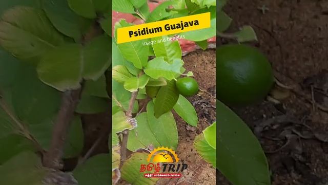Psidium guajava koyya palam смотреть онлайн