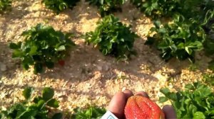 Клубника Фестивальная обзор. И первая проба.