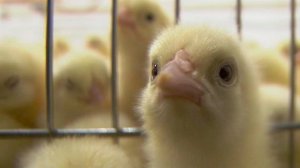 В России отмечают День предпринимательства