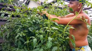 87. Помидоры Де Барао. Помидорный Рай. Огород Своими Руками