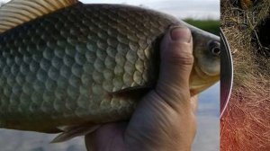 Как и на что ловить карася в июле?