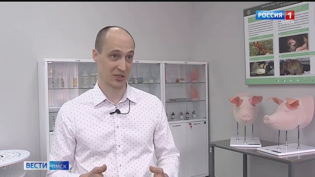 Ученые аграрного университета разработали новую кормовую базу для свиней смотреть онлайн