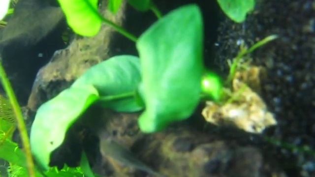 Пузырение Анубиуса смотреть онлайн