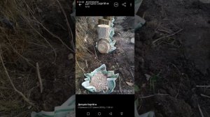 Мицелий ВЕШЕНКИ на пнях пошаговая инструкция fms#888