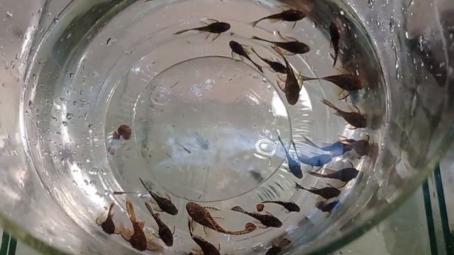 Перемещение рыбы по разводне, галактика в больший объем,неопределенный червяк смотреть онлайн