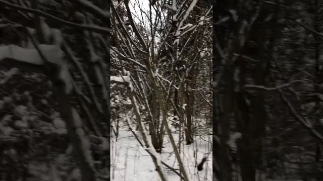 Хор милых птиц в снежном красивом лесу спел свою песнь! смотреть онлайн