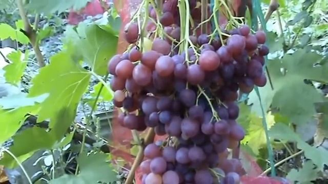 Сорта винограда. Кишмиш Велес смотреть онлайн