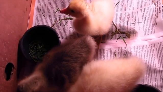 Гуси 10 дней смотреть онлайн