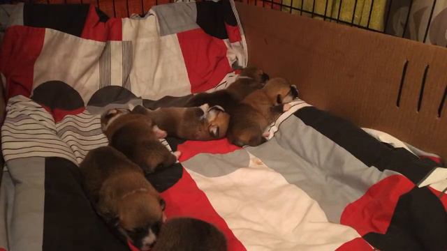 Вельш Корги Пемброк прямая трансляция / Welsh Corgi Pembroke Live Stream смотреть онлайн