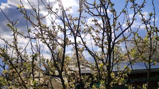 Апрель. Йоркширский терьер. Маленький йорки на даче. Посадка клубники. смотреть онлайн