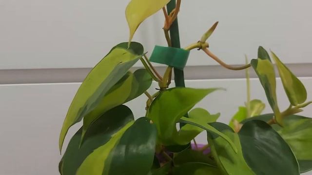 Филодендрон Brasil. Как отличить филодендрон от сциндапсуса (эпипремнума). смотреть онлайн