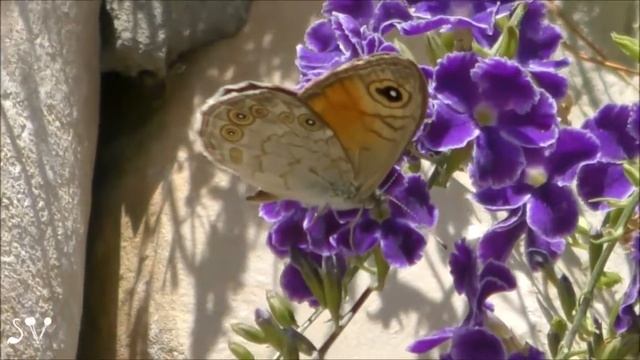 Large Wall Brown & Duranta / Lasiommata maera / Краеглазка большая на дуранте / חומית היבלית смотреть онлайн
