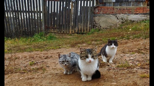 А Пушкин Няне Неоконченное стихотворение #стихиодружбе #поэты19века смотреть онлайн