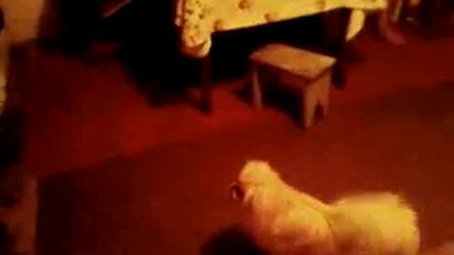 собака чихает по команде смотреть онлайн