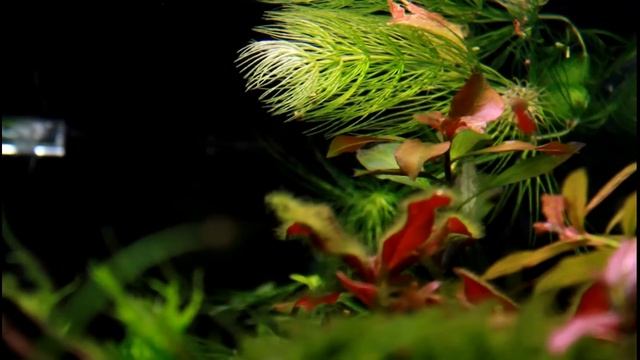 [HD 1080p] Moskitobärbling / Mosquito rasbora (Boraras brigittae) смотреть онлайн