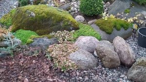 И снова переделки в каменистом саду.Ели Инверса и Форманек в ландшафте сада.