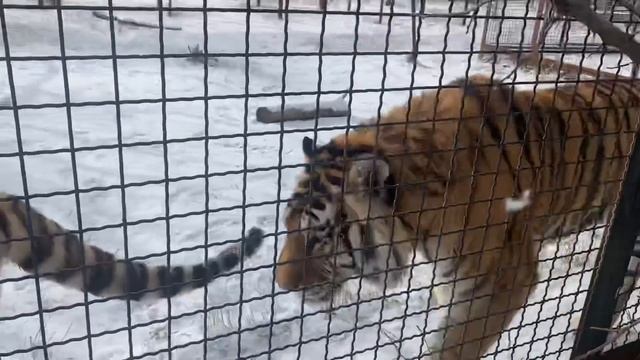 Тигры не находят себе места ! Олег Зубков ДОЛЖЕН БЫТЬ РЯДОМ со своими животными !!! смотреть онлайн