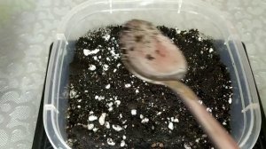 Иберис, неприхотливый многолетник. От посева до первых всходов.