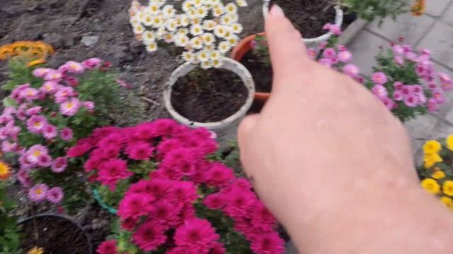 2 ноября 2022 г.клумбы не будет,посадила в горшки хризантемы смотреть онлайн