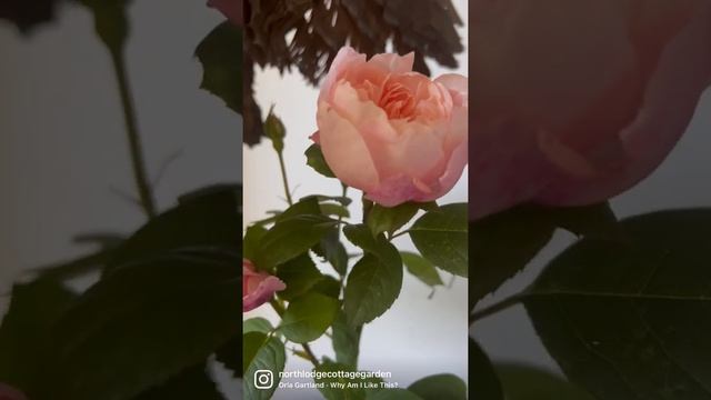 My personal review of the “￼Alnwick rose “ has really divided opinion watch it now #gardenerben ￼ смотреть онлайн