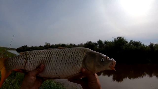 Рыбалка в СИБИРИ на ФИДЕР или как поймать ДИКОГО СИБИРСКОГО САЗАНА... смотреть онлайн
