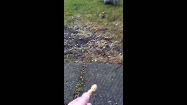 Meet Suzi Squirrel смотреть онлайн