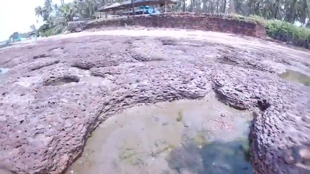 Факты о морских животных и жизнь у морского берега? смотреть онлайн