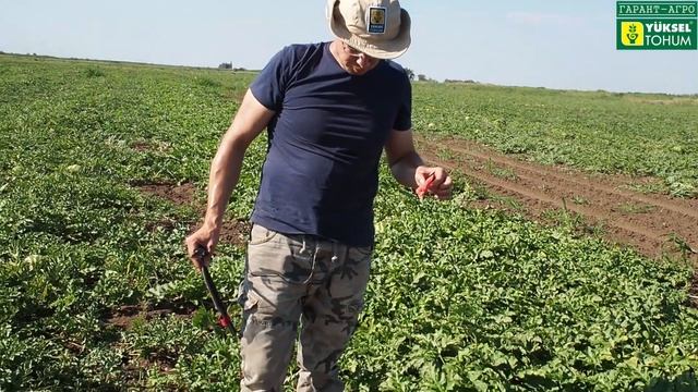 ПРОДОЛЖЕНИЕ! Уникальный гибрид арбуза 38-49 F1. РАЗМЕР ЛИСТА!!!! смотреть онлайн