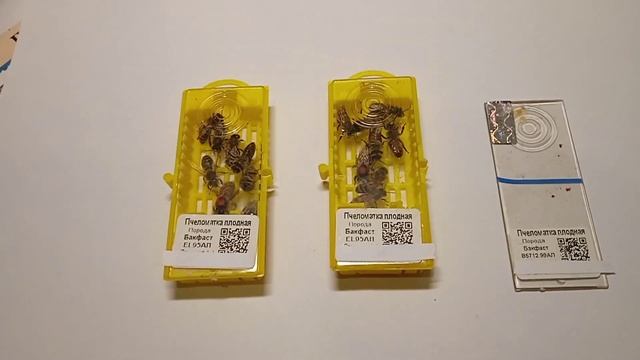 Преимущества маток Бакфаст! Получил матки Бакфаст!