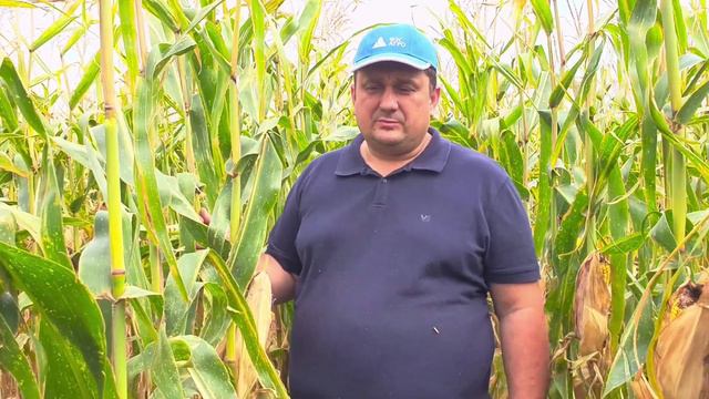 PUSH-тест: Оценка устойчивости растений кукурузы и подсолнечника к полеганию. смотреть онлайн