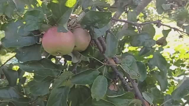 Кабачки и тыквы под яблоней. (2021.08.01_08:20:52)