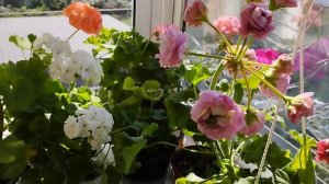 Пеларгония- герань! Супер сорта, цветушки, компашки - рекомендую!