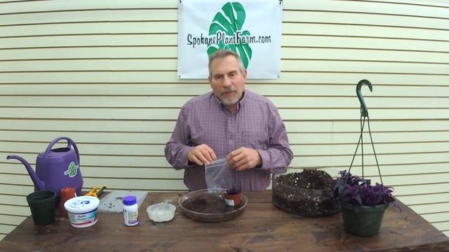 How To Propagate a Purple Passion Plant (Gynura Aurantiaca) -The Plant Farm® смотреть онлайн