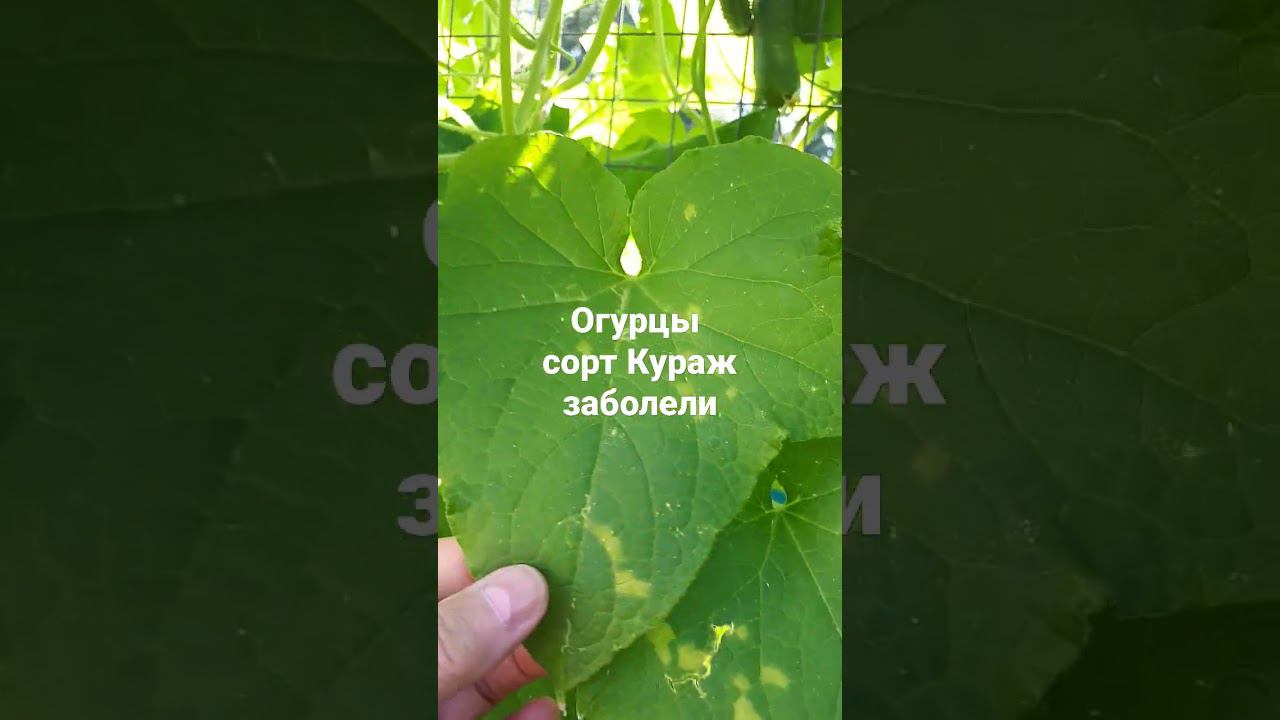 ОГУРЦЫ сорт КУРАЖ заболели. Ну вот, началось опять. 1 августа сезон 2022 смотреть онлайн