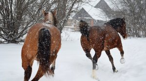 ЭТО ПОСЛЕДНЕЕ ВИДЕО.