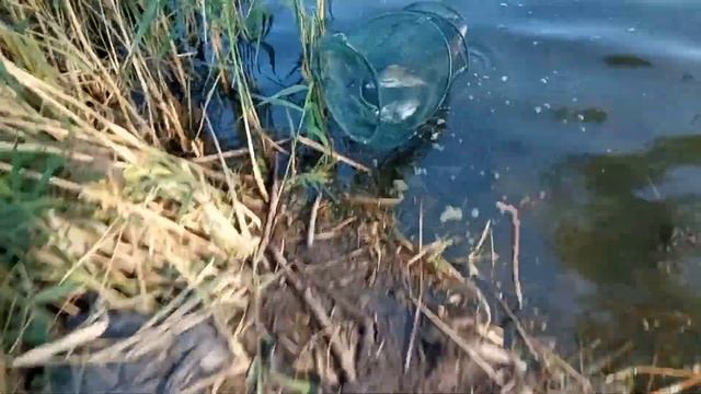 ОТЧЁТ ПО РЫБАЛКЕ НА ЗАПРЕТНУЮ ПРИКОРМКУ. ЧИПИГОВКА... #прикормки #насадки #карась #подлещик смотреть онлайн