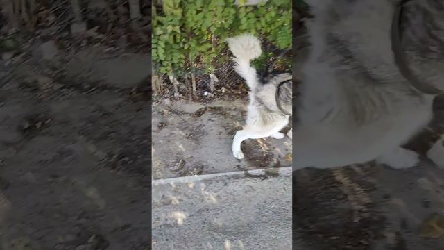 2023.09.17 с 17:05 Прогулка с собакой породы хаски - Каем в г. Актау - было весело! смотреть онлайн
