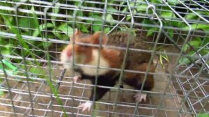 Злющий карбыш. Сезон охоты 2023 открыт)))