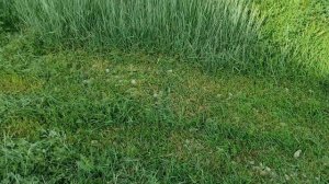 Бензиновый триммер redverg rd-gb252w на колесах от Aidarik rylit В РАБОТЕ