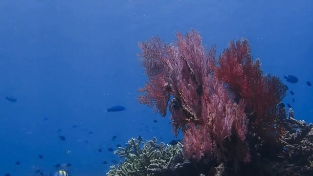 World Ocean Day смотреть онлайн