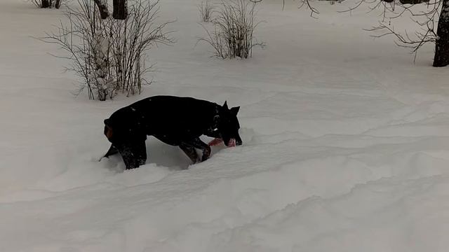 Дневная прогулка с доберманом Дейком /  Walking With Doberman
