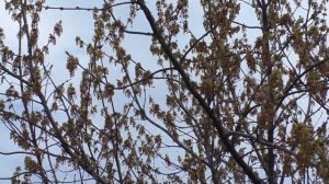 Клён ясенелистный - основной весенний пыльценос.Пчеловодство 2021 (19.04.2021)