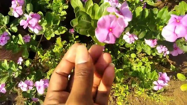 How To Grow And Care Vinka Plant || Beautiful Vinka Flowers смотреть онлайн