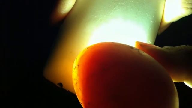 Eggsplosion! When Good Eggs Go Bad.... смотреть онлайн